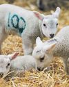It's a gambol: why lambing weekends are an unlikely holiday sensation17