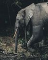Tusk force: how Al is deciphering the secret language of African elephants18