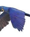 Hyacinth macaw36