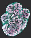 Mini-stomachs grown in lab to help us digest cancer data15