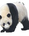 Giant panda26