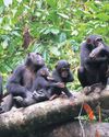 Planning of the apes: chimps use military tactics to attack rivals6