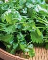 What fresh alternatives can be used to placate coriander haters?