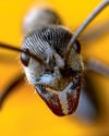 Feelers out Smuggling bust exposes a booming trade in ants Feelers out Smuggling bust exposes a booming trade in ants