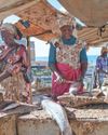 Fish meal The hidden impact of farmed sea bass Fish meal The hidden impact of farmed sea bass