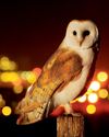 Hooting common Owls thrive in London's suburbs Hooting common Owls thrive in London's suburbs