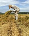 Spiralling prices force ministers to allow rice imports Spiralling prices force ministers to allow rice imports