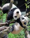 Bring to bear Tensions over Taiwan end panda diplomacy12
