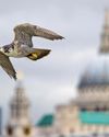 From falcons to scorpions: the species thriving in London6