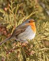 Birders are bewitched and baffled by round robin trip9