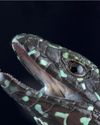 Making sense of species Why lizards hold key to how nature works13