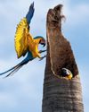 Squawk back Macaws are returning to Rio after 200 years7