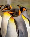 How a teacher became guardian of 200 penguins How a teacher became guardian of 200 penguins7