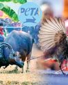 Gauhati HC bans buffalo and bulbul fights