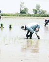 Paddy cultivation surges in Punjab and Haryana21