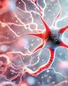 Research Confirms That Neurons Form In The Adult Brain50