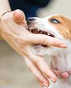 SOLVING THE DOG BITE PROBLEM SOLVING THE DOG BITE PROBLEM66