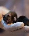 Scientists reverse Alzheimer’s in mice and restore memory56
