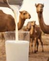 Camel milk: The future for India's camels54