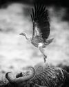 Vulture collapse fuels the stray dog, disease and wildlife crises Vulture collapse fuels the stray dog, disease and wildlife crises53