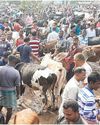 Maha invokes MCOCA against cow smuggling Maha invokes MCOCA against cow smuggling51