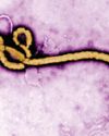 India on alert as Ebola outbreak triggers global concern India on alert as Ebola outbreak triggers global concern9