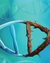 Scientists discover why some DNA-doubled cells don’t die Scientists discover why some DNA-doubled cells don’t die34