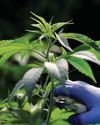 Delhi court acquits man booked for carrying 10 kg marijuana Delhi court acquits man booked for carrying 10 kg marijuana48