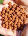 RUDRAKSHA BEADS & THEIR CONNECTION WITH NUMBERS AND PLANETS