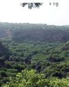 NGT Issues Notice on Alleged Misuse of Afforestation Land