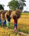 C'garh to Release Pending Bonus to 27 Lakh Paddy Farmers in Feb