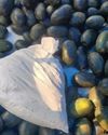 Delhi Police Bust Interstate Drug Syndicate, Seize 348 Kg of Ganja Delhi Police Bust Interstate Drug Syndicate, Seize 348 Kg of Ganja