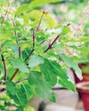 Think fresh: The best antioxidant-rich plants to keep your mind sharp77