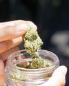 Delhi's 'drug lord' Dharamveer wanted in 567-kg cannabis case in Rajasthan, arrested36