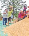 Maize farmers left in lurch as govt vanishes from mkt3