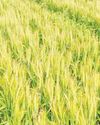 Assam Sets New Record in Paddy Procurement as 7 Lakh MT Procured36