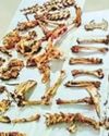 Bones Recovered From Poachers Identified As Those Of Tigers6