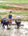 Robust 11.3% surge in Kharif sowing bodes well for inflation outlook51