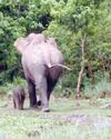 Two-month-old elephant calf reunited with mother in Kaziranga18