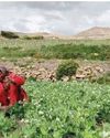 Rural Eco Boost: MSP Assurance for Naturally Grown Himachal Produce22