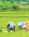 Kharif paddy sowing rises 11% to 123.68 lakh hectare till July 1147