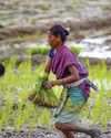 22 Cr Farmers Get Rs 1.83 Lakh Cr Compensation40
