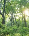 Delhi Govt to develop 17 urban forests to curb air pollution, extend green cover29