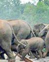 Sri Lankan airport to get wildlife dept unit to prevent elephant straying53