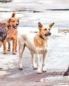 STRAY DOGS MANAGEMENT AND LEGALITY IN INDIA: BALANCING PUBLIC SAFETY AND FEEDING STRAY DOGS The Daily Guardian