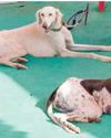Indian breed dogs to join BSF commandos in high-risk ops The Daily Guardian