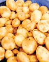 India’s processed potato exports surge India’s processed potato exports surge44