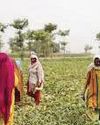 Pakistan among top countries with ‘inefficient’ agricultural water use: World Bank Pakistan among top countries with ‘inefficient’ agricultural water use: World Bank44