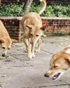 Stray dog case: SC orders fencing of all Govt premises, warns states of stern action for laxity Stray dog case: SC orders fencing of all Govt premises, warns states of stern action for laxity6
