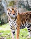 12 tiger deaths reported in Assam this year, total 136 across India: NTCA 12 tiger deaths reported in Assam this year, total 136 across India: NTCA18